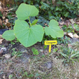Capture d’écran 2018-04-24 à 14.44.54.png Vegetable garden panels by Dagoma